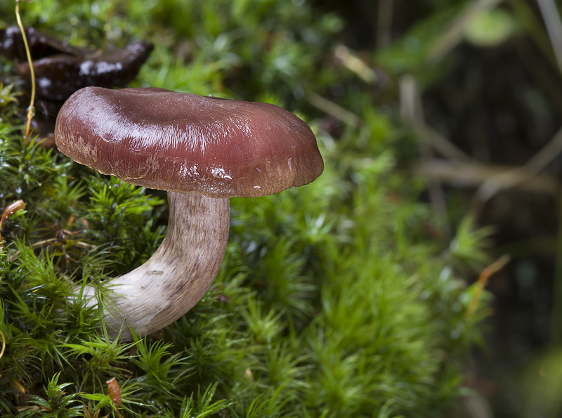 Cortinarius tortuosus